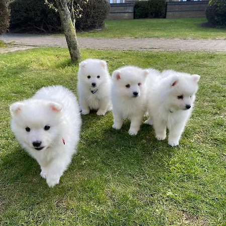 Fabulous Dos Pescadores Apartamento