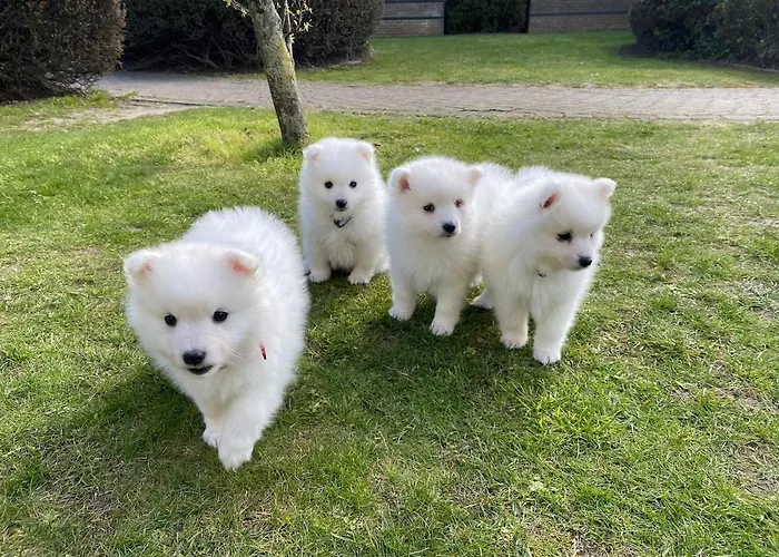 Fabulous Dos Pescadores Apartman