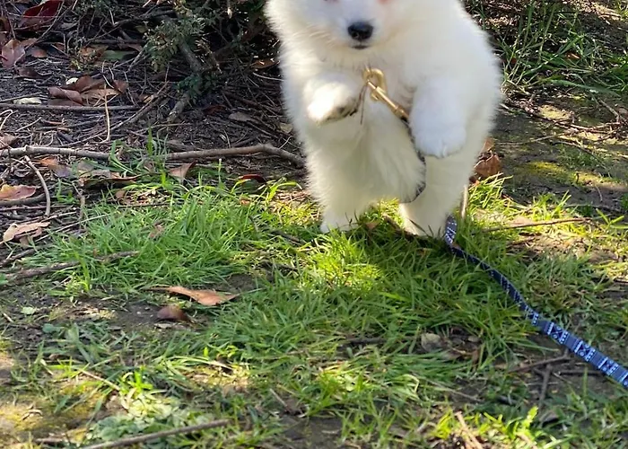 Fabulous Dos Pescadores *